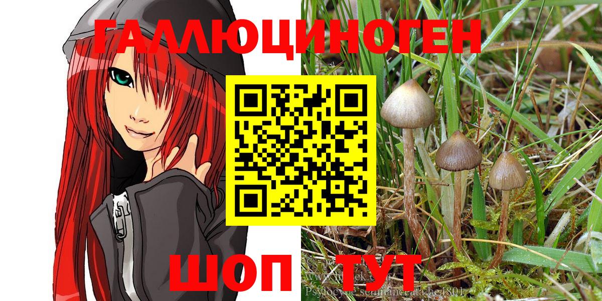 Псилоцибиновые грибы Psilocybe Зеленогорск